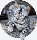 How Much Does A Bengal Cat Cost? – Cost Evaluation