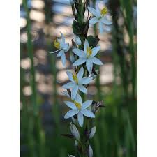 Image result for Chlorophytum bowkeri