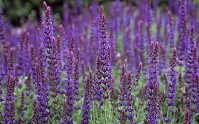 Steppen Salbei Der Salbei Furs Blumenbeet Salbei Pflanzen Salbei Gartensalbei