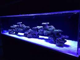720 Gal Sps Tank With Full Led Lights Bb Reef Tank Aquascaping Saltwater Fish Tanks Marine Aquarium