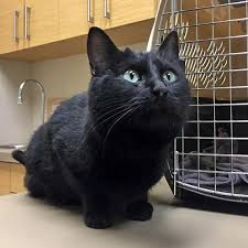 Pin On Black Cats