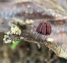 Image result for Stemonitis splendens