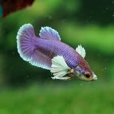 Dumbo betta, also known as the big ear betta or elephant ear halmoon betta. Lavender Dumbo Female Betta Squad Usa Llc