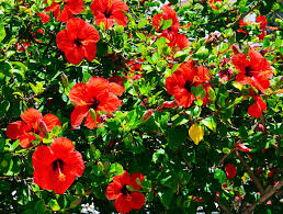 Image result for Hibiscus noldeae