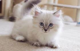 ♥ pet friendly hotels in greensboro, nc ♥. Munchkin Kittens For Sale For Sale In Memphis Tennessee Classified Americanlisted Com