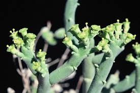 Image result for Euphorbia guerichiana