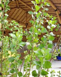 We did not find results for: Daun Beluntas Menghilangkan Bau Badan