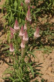 Image result for Celosia stuhlmanniana
