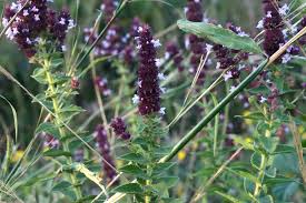 Image result for Cantinoa