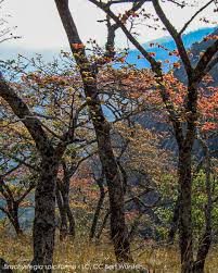 Image result for Brachystegia spiciformis