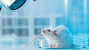 5 Reasons Why Animal Testing Should Ban Worldwide