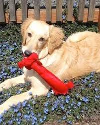 At dhs, human services building. 8 Best Dogs For Adoption Salem Eugene Oregon Ideas Family Dogs Adoption Eugene Oregon