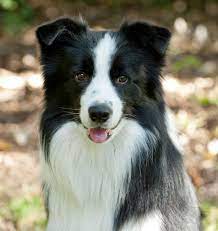 The Most Beautiful Amazing Smart Loving And Faithful Bella This Is For You We Miss You And Will Always Love You You Dogs Big Dog Little Dog Border Collie