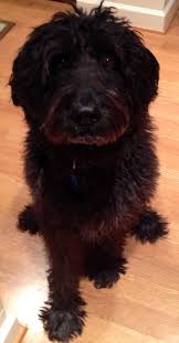 Black And Tan Labradoodle Pin By Rachel Anderson On Animals Dog Friends German Shepherd Poodle Mix Poodle Mix