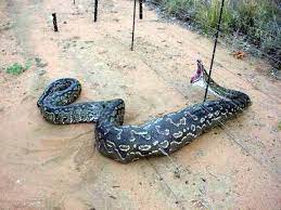 This Boa Is No Moa Anaconda Snake World S Largest Snake World Biggest Snake