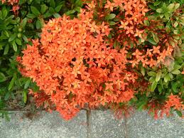 Image result for Ixora fastigiata