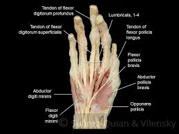 The tendons that control movement in your hands, wrists and fingers run through your forearm. The Muscles Of The Hand Thenar Hypothenar Teachmeanatomy