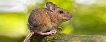 I started offering mice control services almost 19 years and do all of ipest's work myself. How Mice Affect Houses Across London In Winter Pest Control 24 London