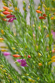 Enter any portion of the scientific, common name, or both. Easter Egg Emu Bush Yellow Pink And Orange Flowers Bush Plant Front Yard Landscaping Plans Australian Native Garden