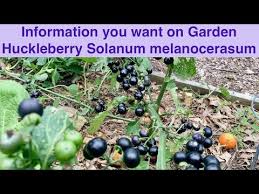Image result for Solanum scabrum