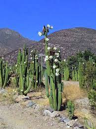 However, if you do decide to you may well be in for an ineffably beautiful and. Echinopsis Pachanoi Trichocereus Pachanoi Cactus San Pedro San Pedro Cacti Cactus Psychoactive Plants