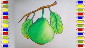 How To Draw A Guava Step By Step Very Easy Guava Drawing And Coloring For Kids Youtube You might also like our other kawaii / chibi lessons. how to draw a guava step by step very easy guava drawing and coloring for kids