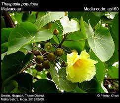 Image result for Thespesia populneoides