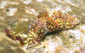 Image result for Landolphia rufescens