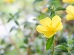 Image result for Portulacaceae