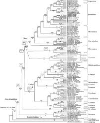 Image result for Lepistemon