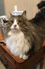 Cleos Floof Has Grown Quite Majestic This Winter And She Is Not Afraid To Show It Off Cat Cuddle Kittens Cutest Pretty Cats