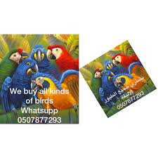 This isn't the same business or owner, and nothing like accent…. Kasco Pets Trading Ajman Uae Home Facebook