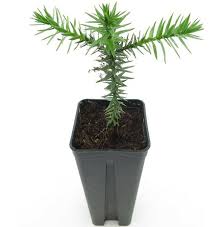 Image result for Arauk rie Araucaria