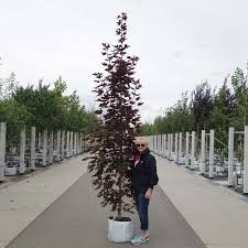 If pahl's market is unable to replace the returned plant with the same plant, then a merchandise voucher will be issued for the. Acer Platanoides Crimson Sentry Upright Purple Norway Maple Trees