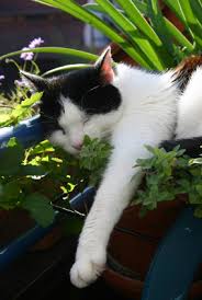 A large cat has a small chance of surviving one tablet of paracetamol. Catnip And Its Effect On Cats Dogs And Humans Promega Connections