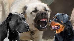 Di sport da combattimento ne esistono davvero tanti tra cui il vale tudo, thai boxe, kickboxing e boxe, ma quale tra questi sport è davvero il più efficace? Top 10 I Cani Piu Forti Del Mondo Youtube