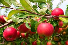 Planting seed germination | how to grow an apple tree from seeds. How To Grow Apple Trees From Seed My Garden