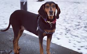 United kennel club (ukc) is an international dog registry celebrating bonds, rewarding ability, and preserving the value of a pedigree. Black Tan Coonhound Breed Information Guide Facts Pictures Bark