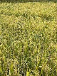 Image result for Aeschynomene pfundii