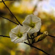 Image result for Ipomoea intrapilosa