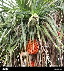 Image result for Pandanus odoratissimus