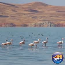 Ercek Golu Ndeki Gozlem Istasyonlarinda Flamingo Ve Cok Sayida Kus Turunu Izlemeyi Meshur Van Kahvaltisini Yerinde Yapmayi Ve Essiz Manz Fotograf Kus Flamingo