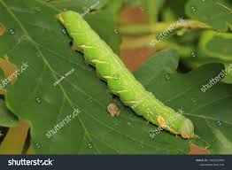 Image result for Peridea anceps