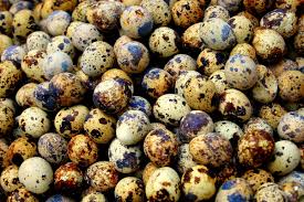 Image result for quail eggs