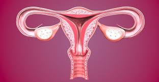 Lo hacemos a través de nuestros genes, los transmisores especiales de rasgos humanos. 10 Caracteristicas Del Aparato Reproductor Femenino