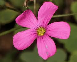 Image result for Oxalis semiloba