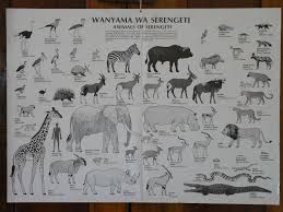 African Animals Chart Animal Identification Chart A Very