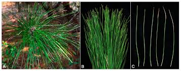 Image result for Tinnea apiculata