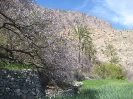 Image result for Cienfuegosia gerrardii