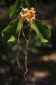 Image result for Strophanthus